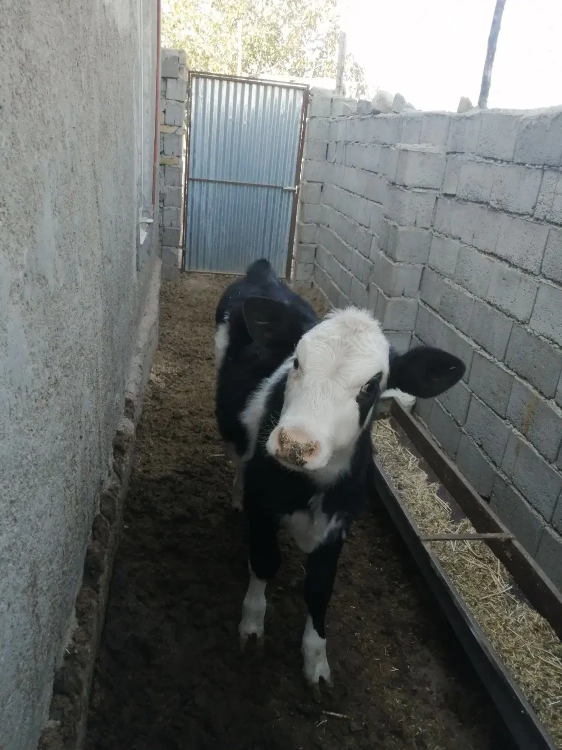 فروش گاوشیری|حیوانات مزرعه|جغتای, |دیوار