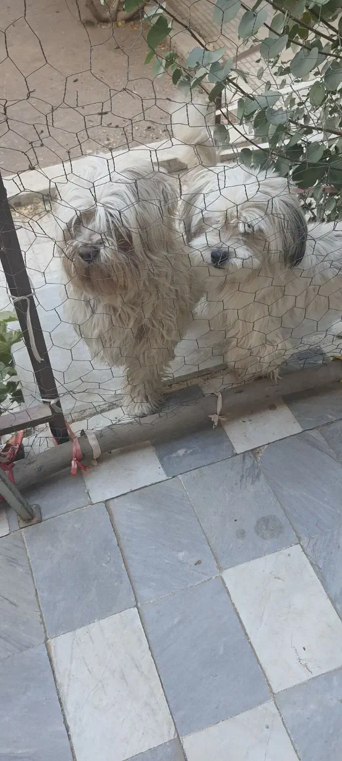 واگذاری سگ جفت|سگ|محمدیه-قزوین, |دیوار