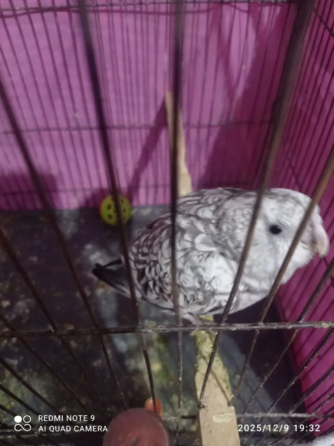 عروس هلندی ایزابلا دستی|پرنده|مشهد, رده|دیوار