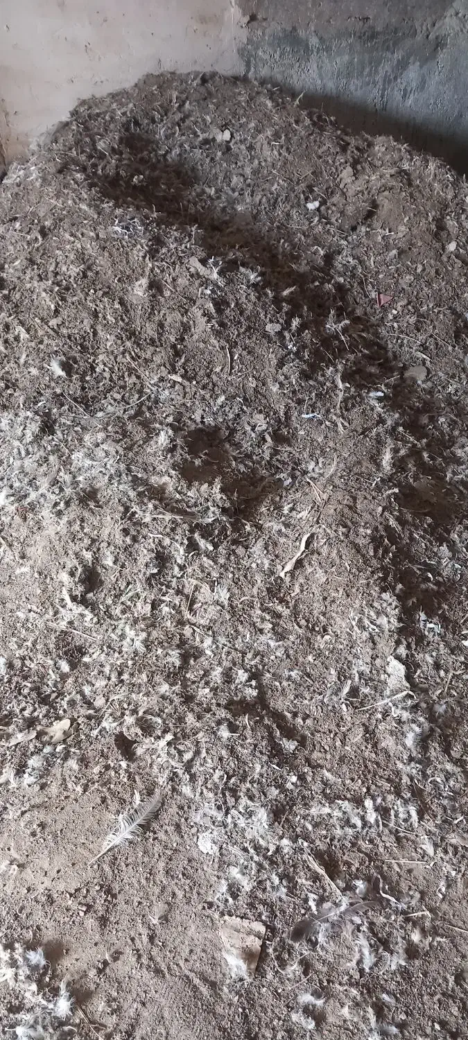 مرغ سفید تخم گذار پرصاف|حیوانات مزرعه|مشهد, رباط طرق|دیوار