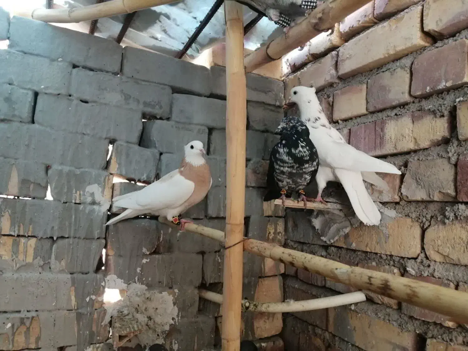 کبوتر غریب گیری|پرنده|شاهرود, |دیوار