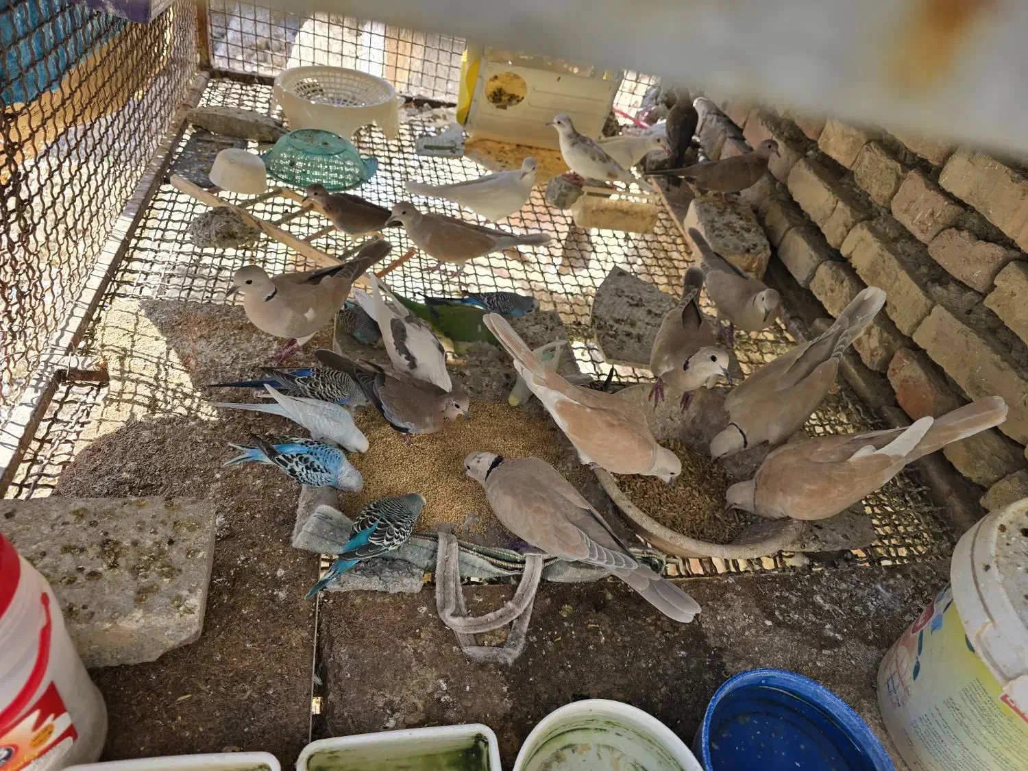 مرغ عشق و کپوت و شاتو|پرنده|سراوان, |دیوار