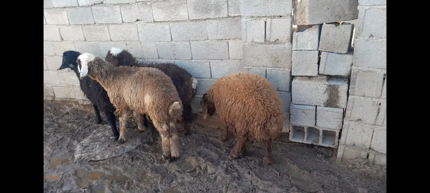 بره نر و ماده|حیوانات مزرعه|گنبد کاووس, |دیوار