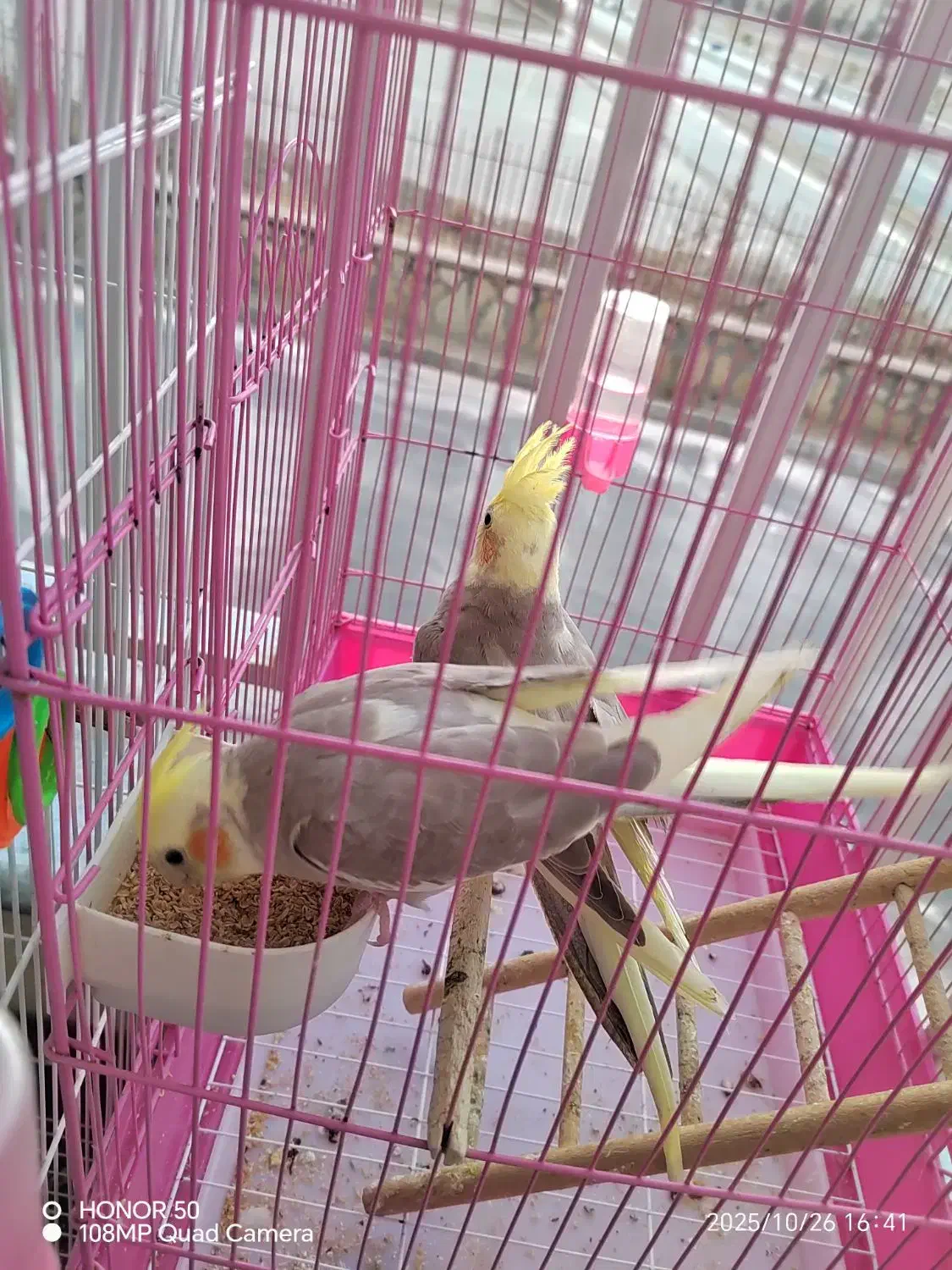 جوجه عروس هلندی ابلغ|پرنده|مشهد, موعود|دیوار