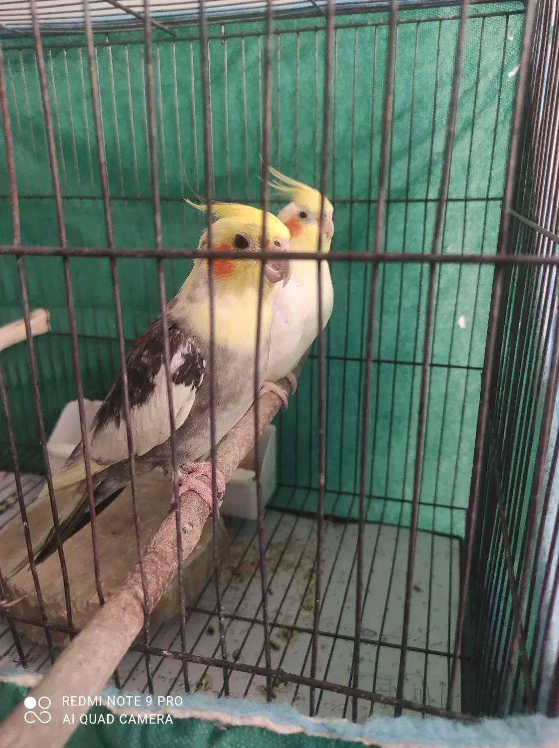 جفت طوطی عروس هلندی مولد با ضمانت|پرنده|کرمان, |دیوار