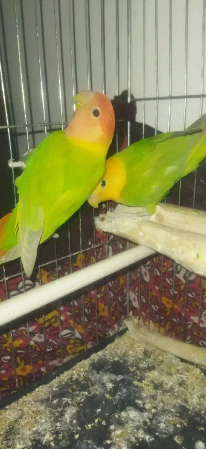 طوطی برزیلی دم تخم  رنگ خاص|پرنده|نقده, |دیوار