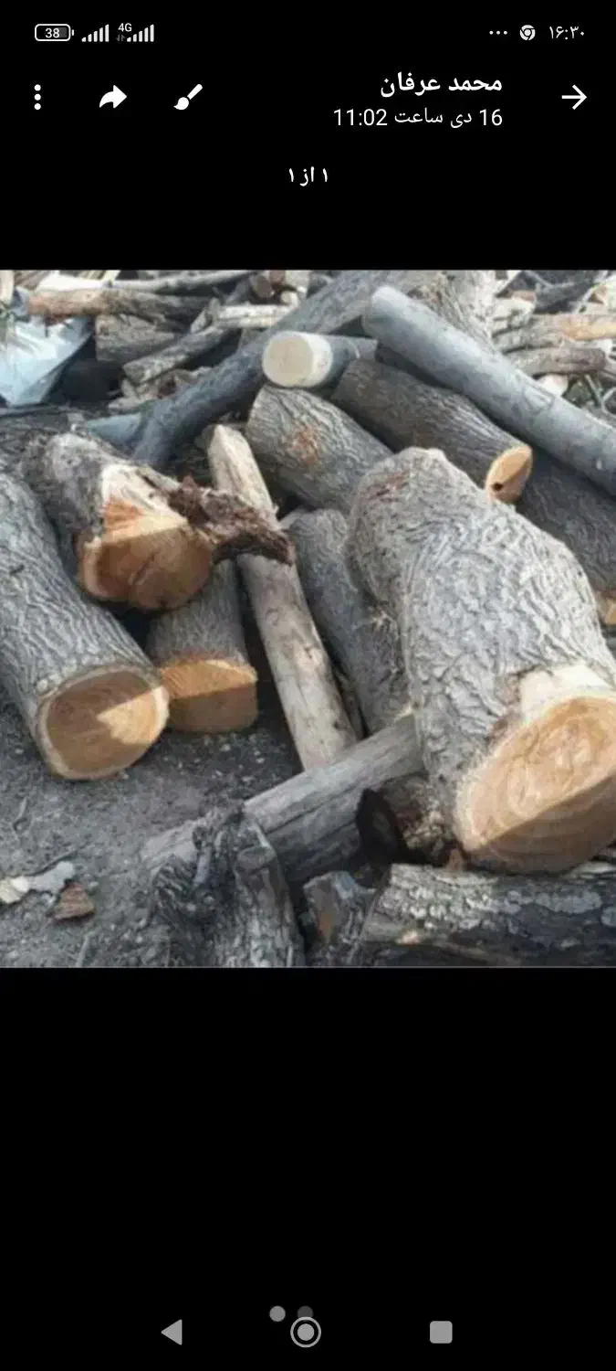 قطع انواع درخت بامجوز وخرید چوب|خدمات باغبانی و درختکاری|نیشابور, امام خمینی|دیوار