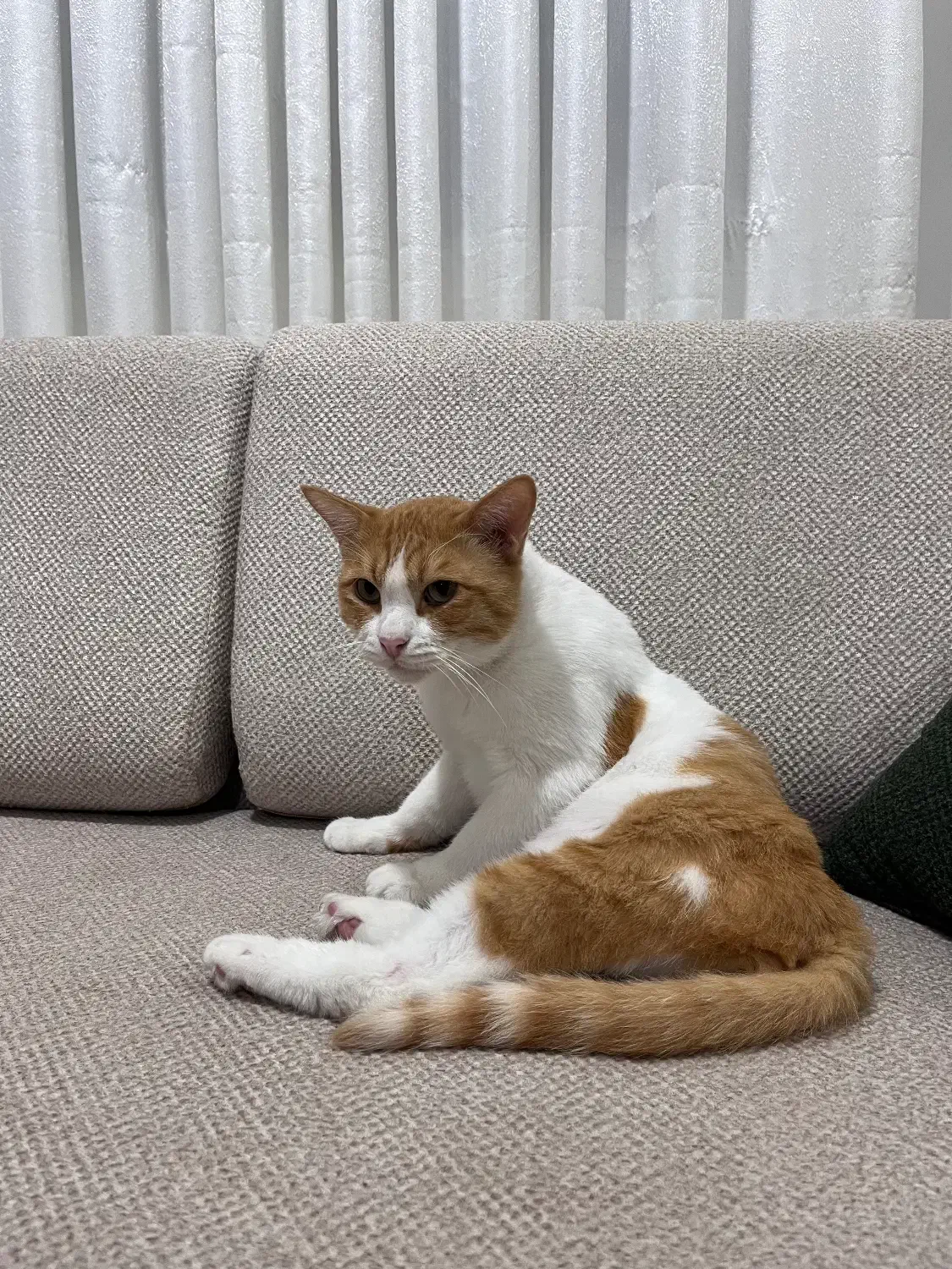 واگذاری گربه در رشت|گربه|رشت, پستک|دیوار