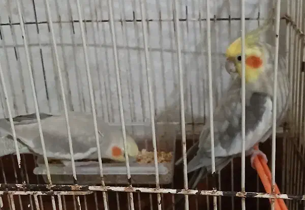 فروش عروس هلندی جفت درحال تخم‌گذاری|پرنده|کوچصفهان, |دیوار