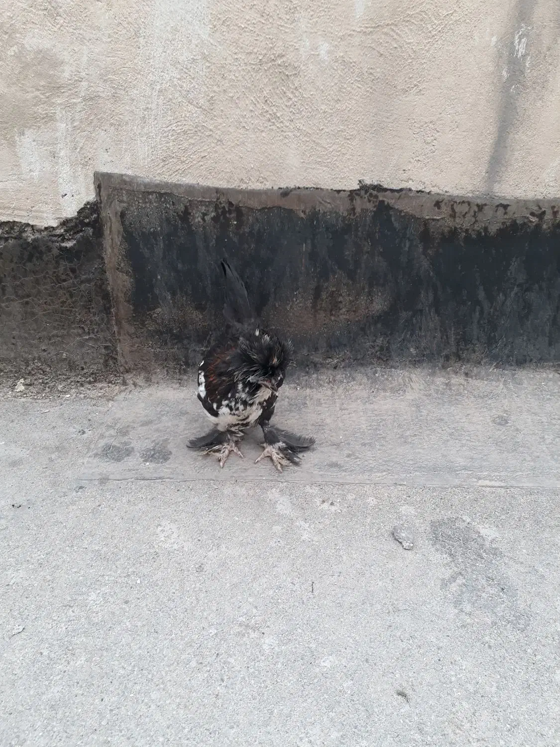 جوجه|حیوانات مزرعه|تهران, طرشت|دیوار