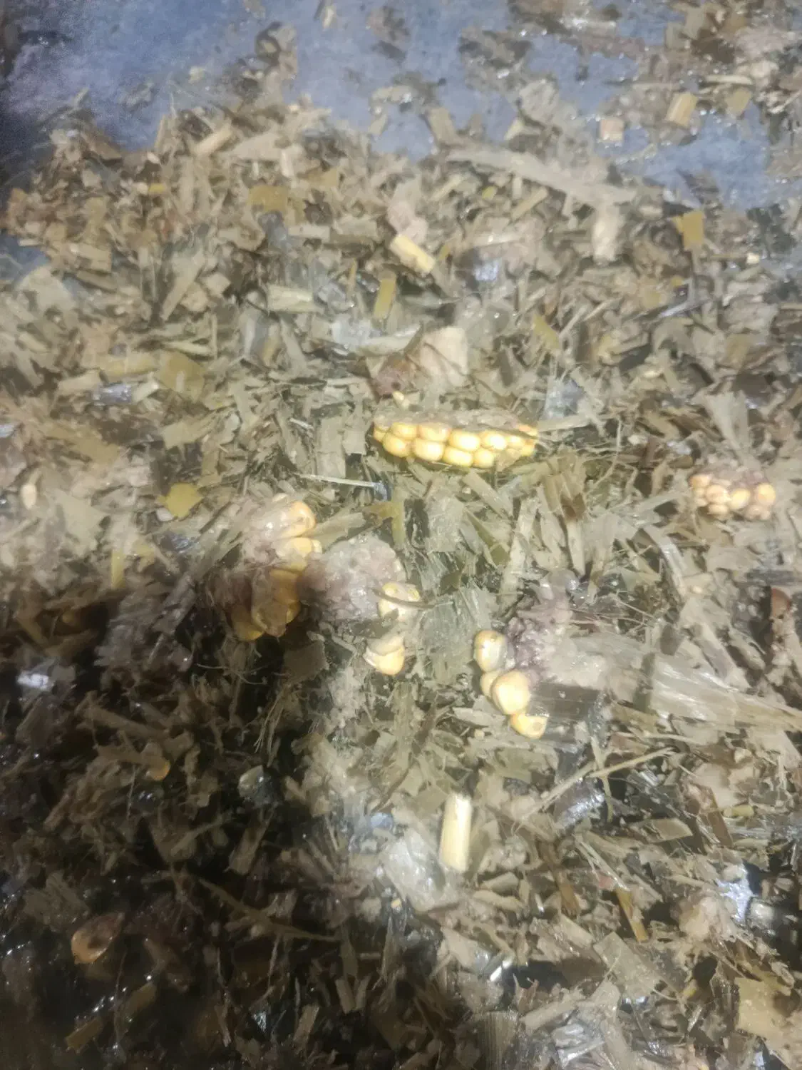 ذرت علوفهای پردان|عمدهفروشی|نهاوند, |دیوار