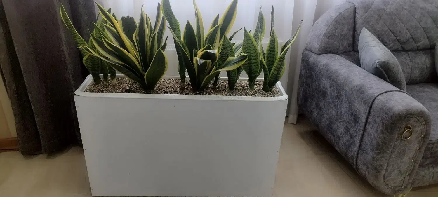 باکس گل طبیعی|گل و گیاه طبیعی|شهریار, شهریار|دیوار