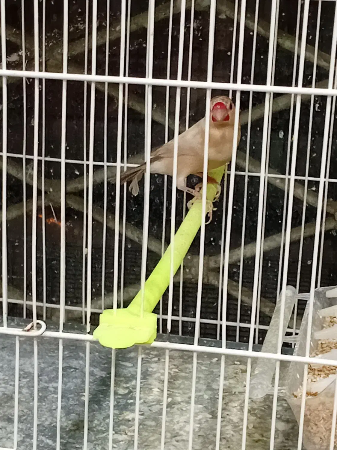 سهره خاکی|پرنده|مشهد, شهرک بهارستان|دیوار