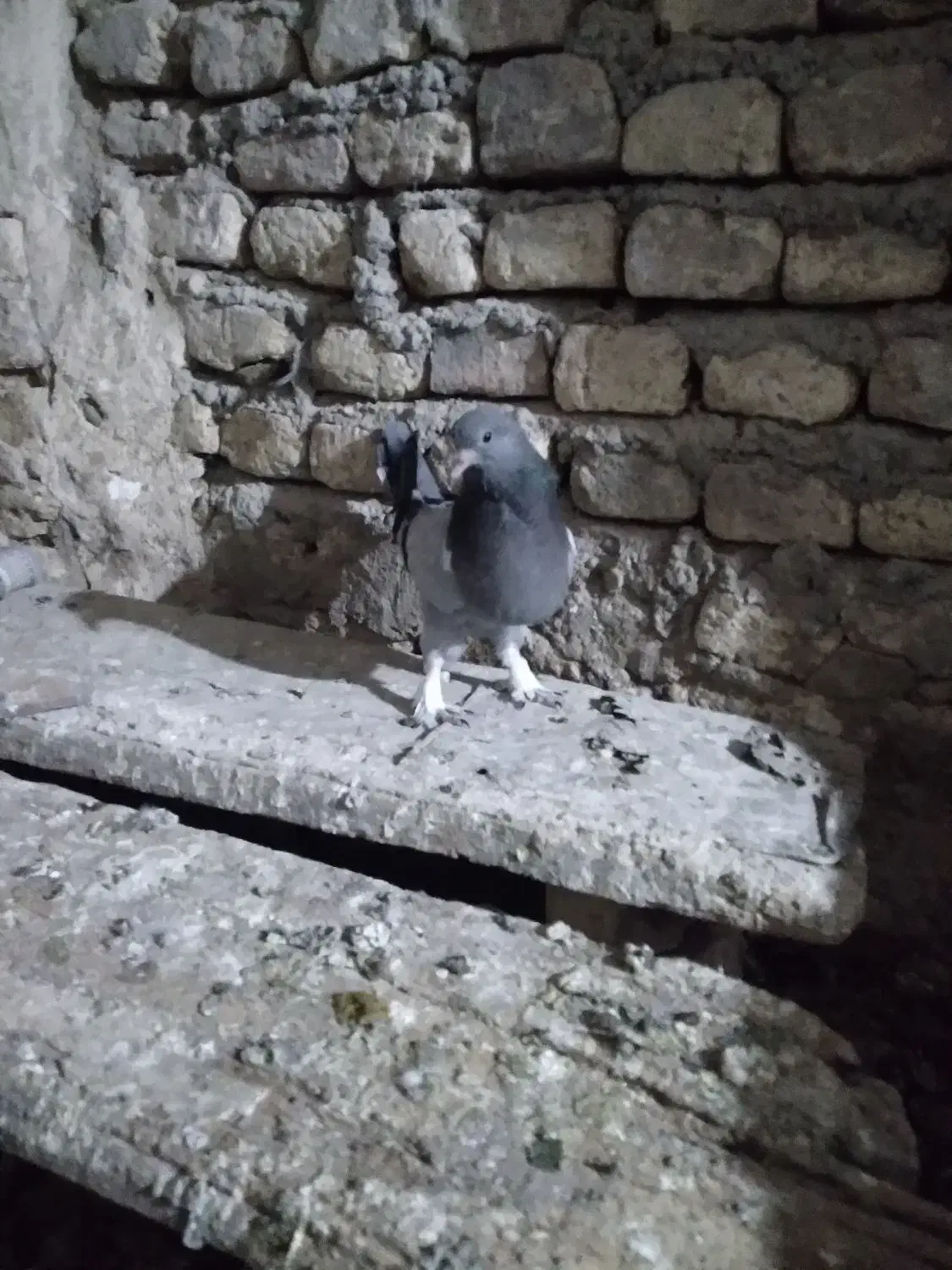 مطلق پر دون خور|پرنده|لاران, |دیوار