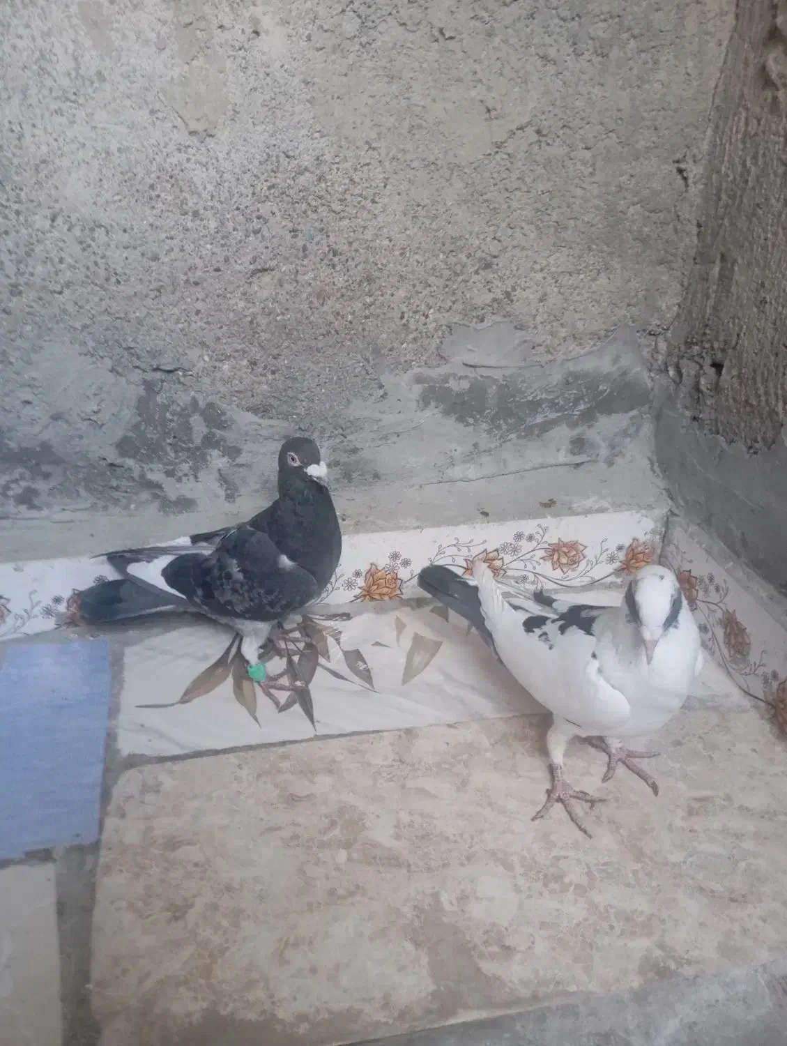 دو عدد جنگی نر|پرنده|شیروان (خراسان), |دیوار