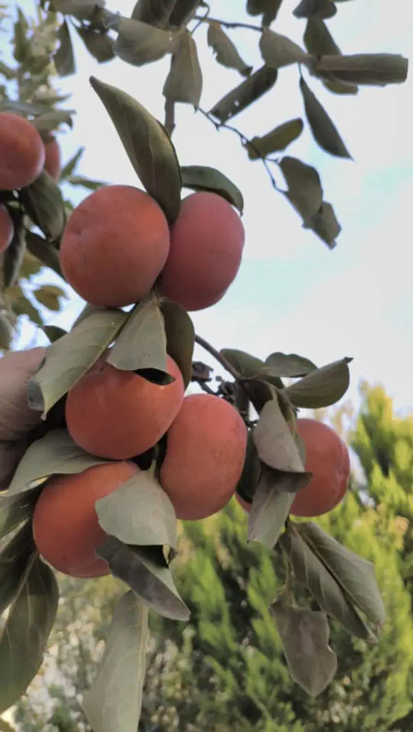 خرمالو شهریار شیرین ارگانیک|خوردنی و آشامیدنی|شهریار, شهریار|دیوار