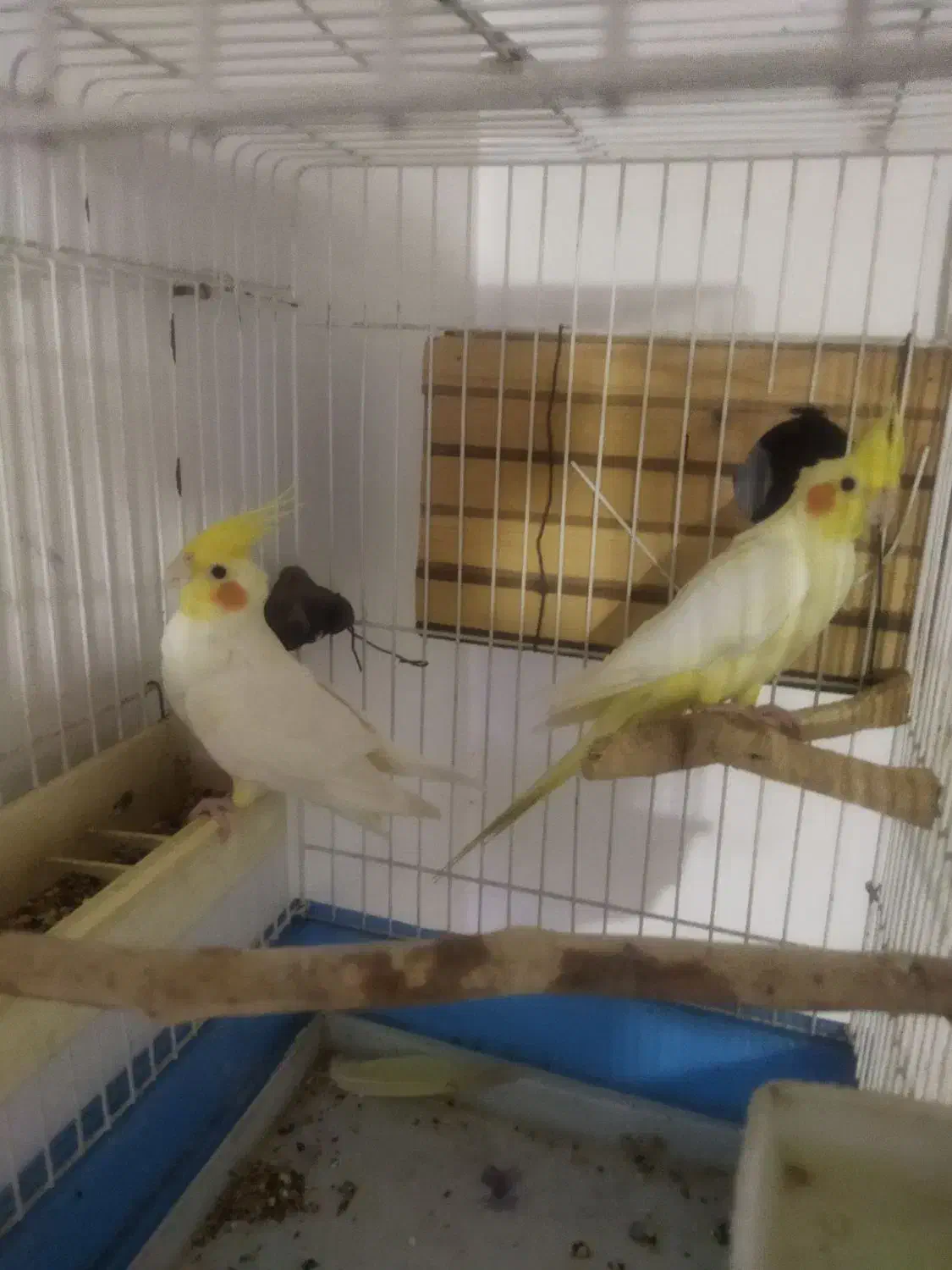 عروس هلندی|پرنده|هشتگرد, ینگی امام|دیوار