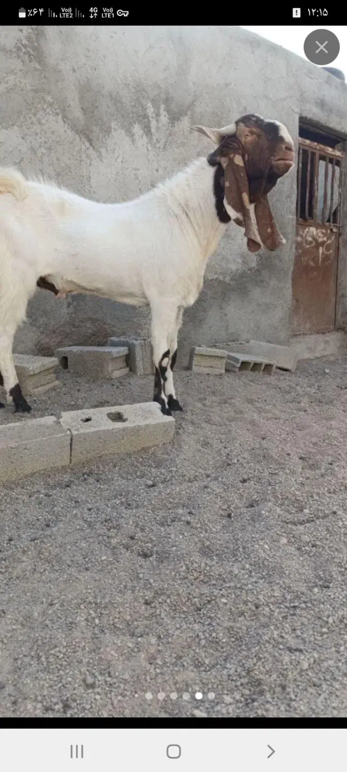 نر بز امریکایی|حیوانات مزرعه|طرقبه, |دیوار