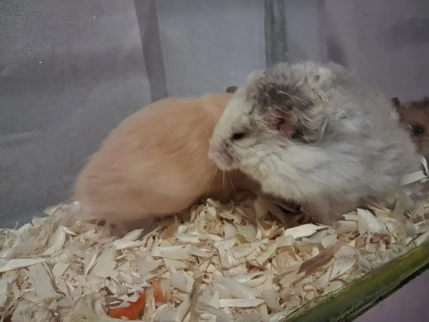 همستر|موش و خرگوش|سبزوار, جوادیه شرقی|دیوار