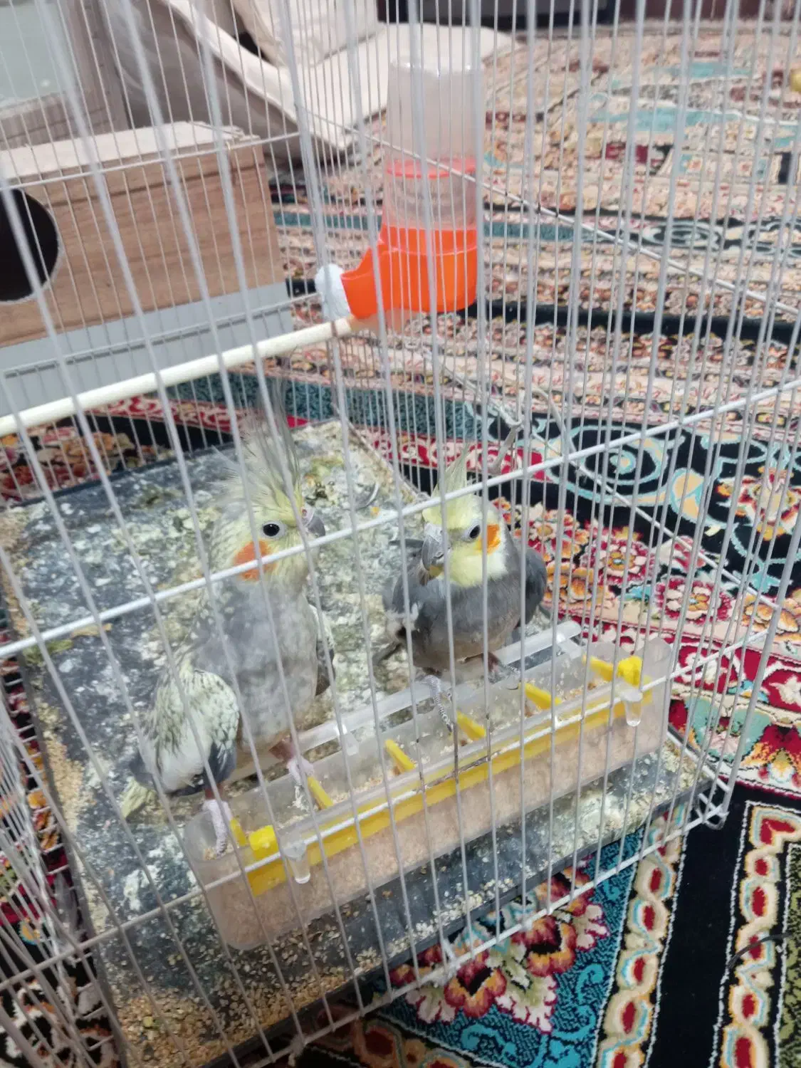 جفت عروس هلندی مفت|پرنده|تربت جام, فاز ۱ فرهنگیان|دیوار