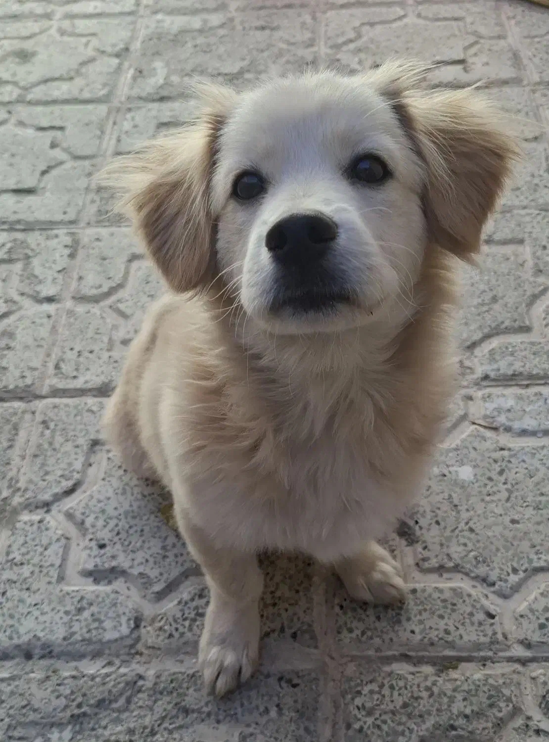 واگذاری سگ اشپیتز گوش افتاده|سگ|کرمانشاه, |دیوار