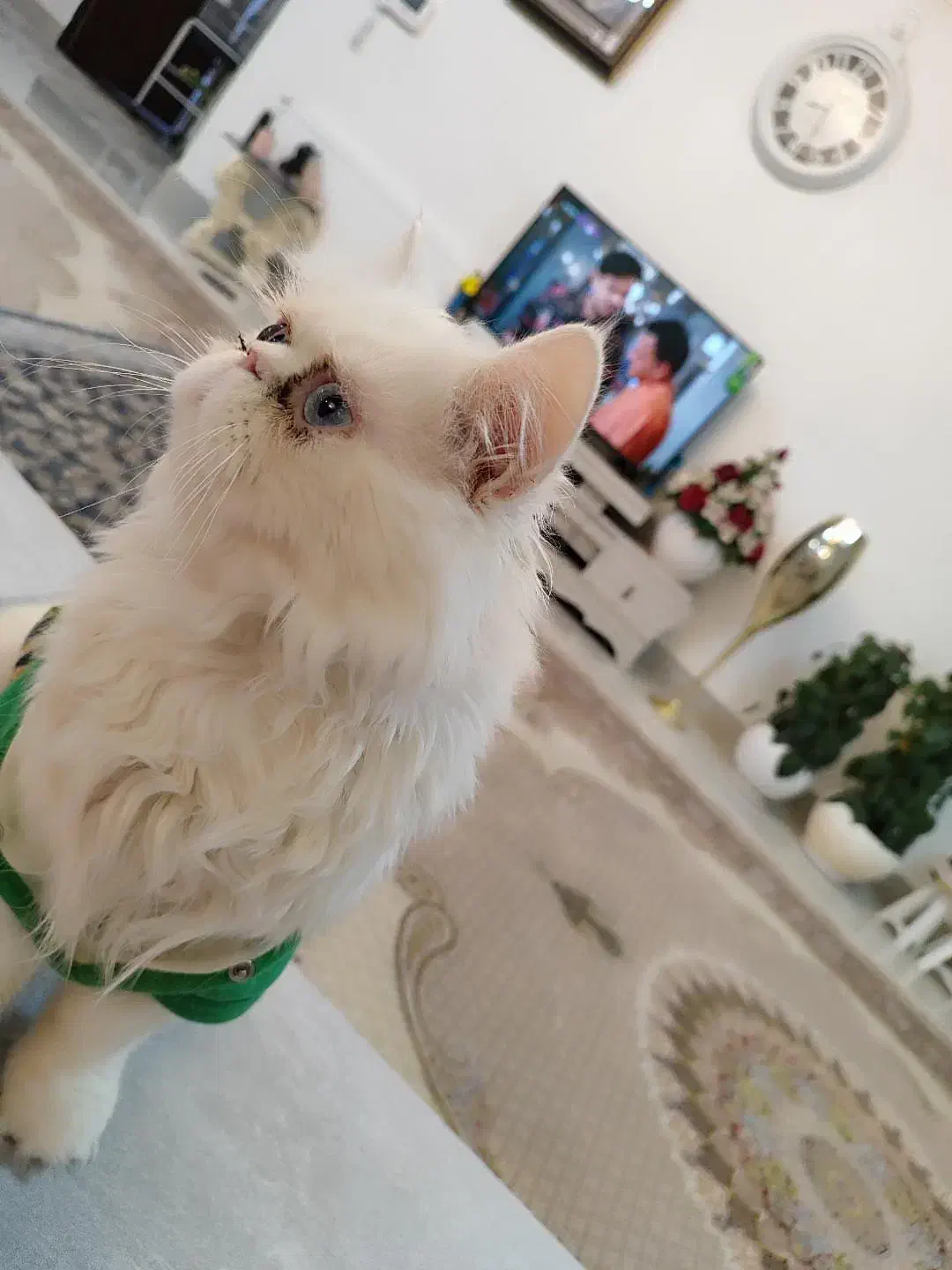 گربه پرشین با تربیت|گربه|قائن, |دیوار