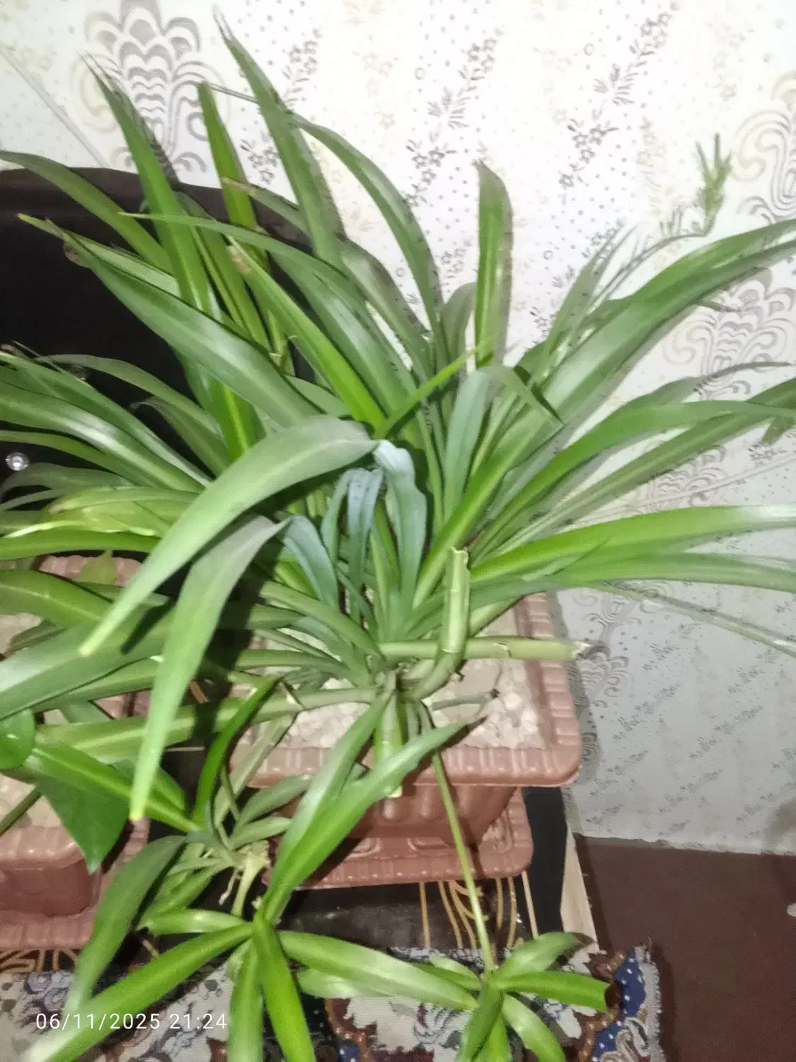 فروشی گل|گل و گیاه طبیعی|مشگین شهر, |دیوار