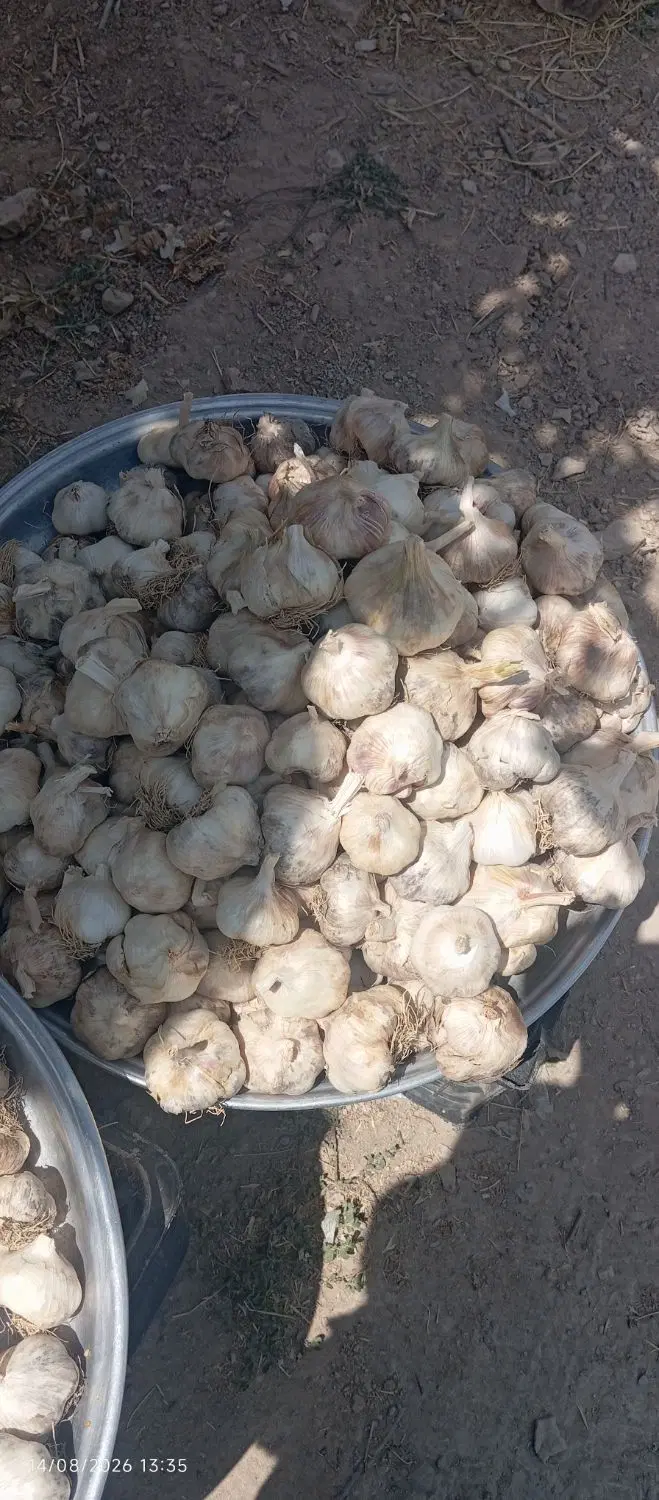 سیر|خوردنی و آشامیدنی|ایلام, |دیوار