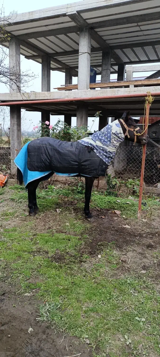 فروش اسب نریان|اسب و تجهیزات اسب‌سواری|اسالم, |دیوار