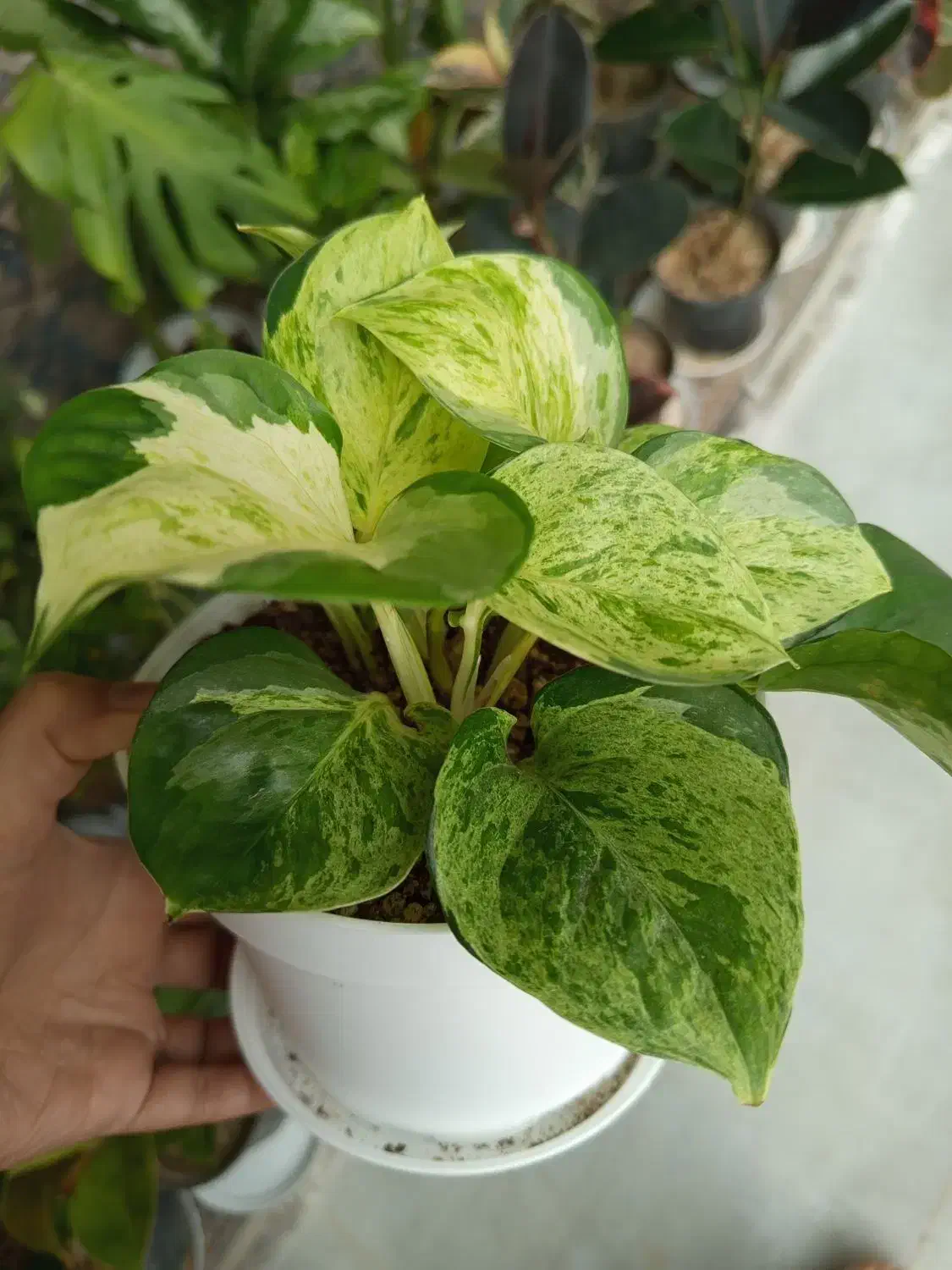 گیاه پتوس منجولا و زعفرانی|گل و گیاه طبیعی|شاهینشهر, شهرک هشت بهشت|دیوار