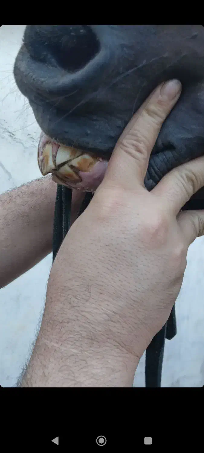 اسب|اسب و تجهیزات اسبسواری|شوشتر, |دیوار