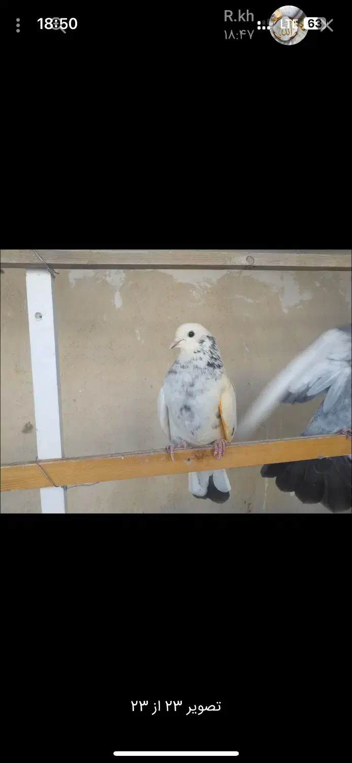 کفتر تو دمدار پس گردنی و شهرستانی|پرنده|شهریار, شهریار|دیوار