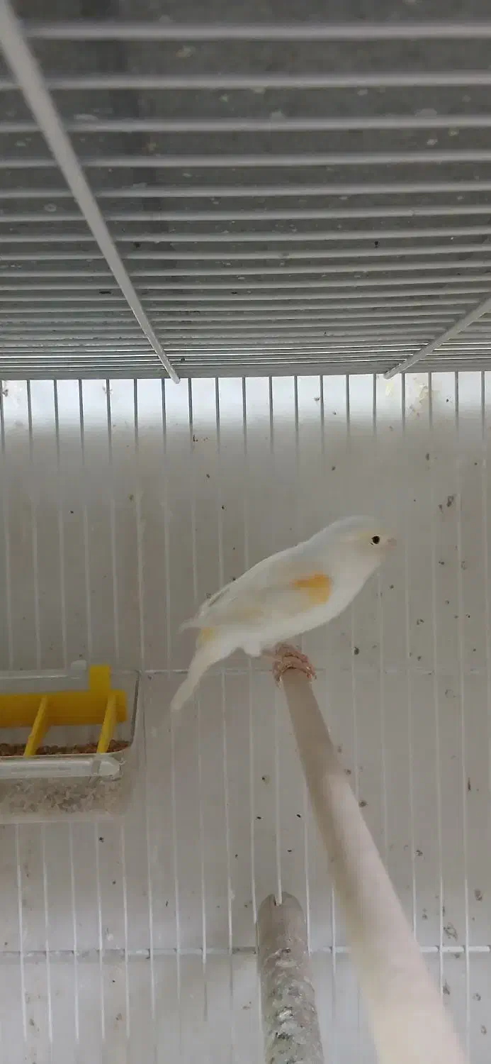 قناری ماده آماده|پرنده|قائمشهر, |دیوار