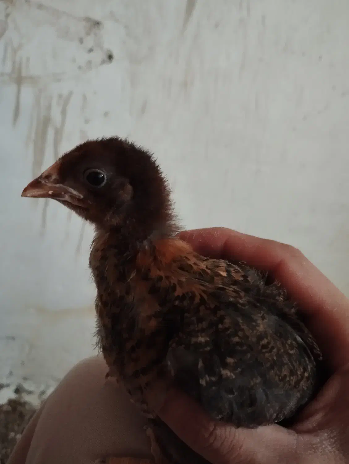 جوجه|حیوانات مزرعه|نیشابور, فیض آباد|دیوار