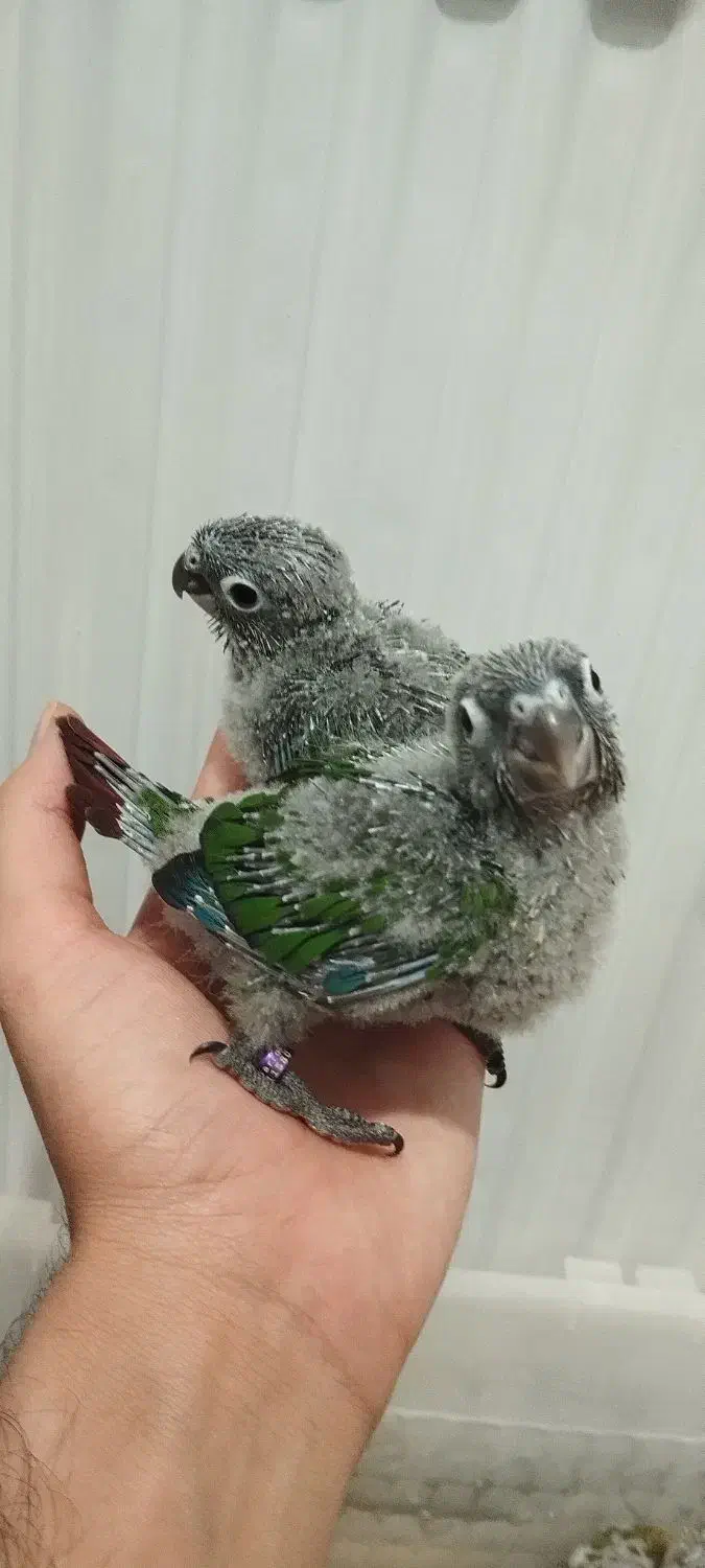 جوجه گرینچیک|پرنده|تنکابن, |دیوار