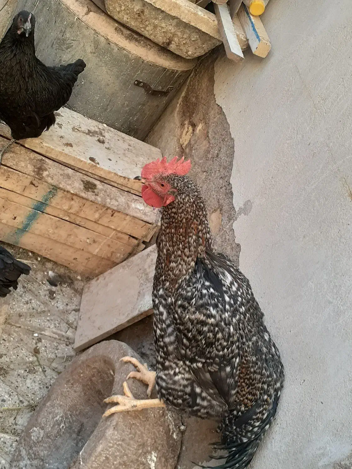 خروس جهادی|حیوانات مزرعه|شهرضا, |دیوار