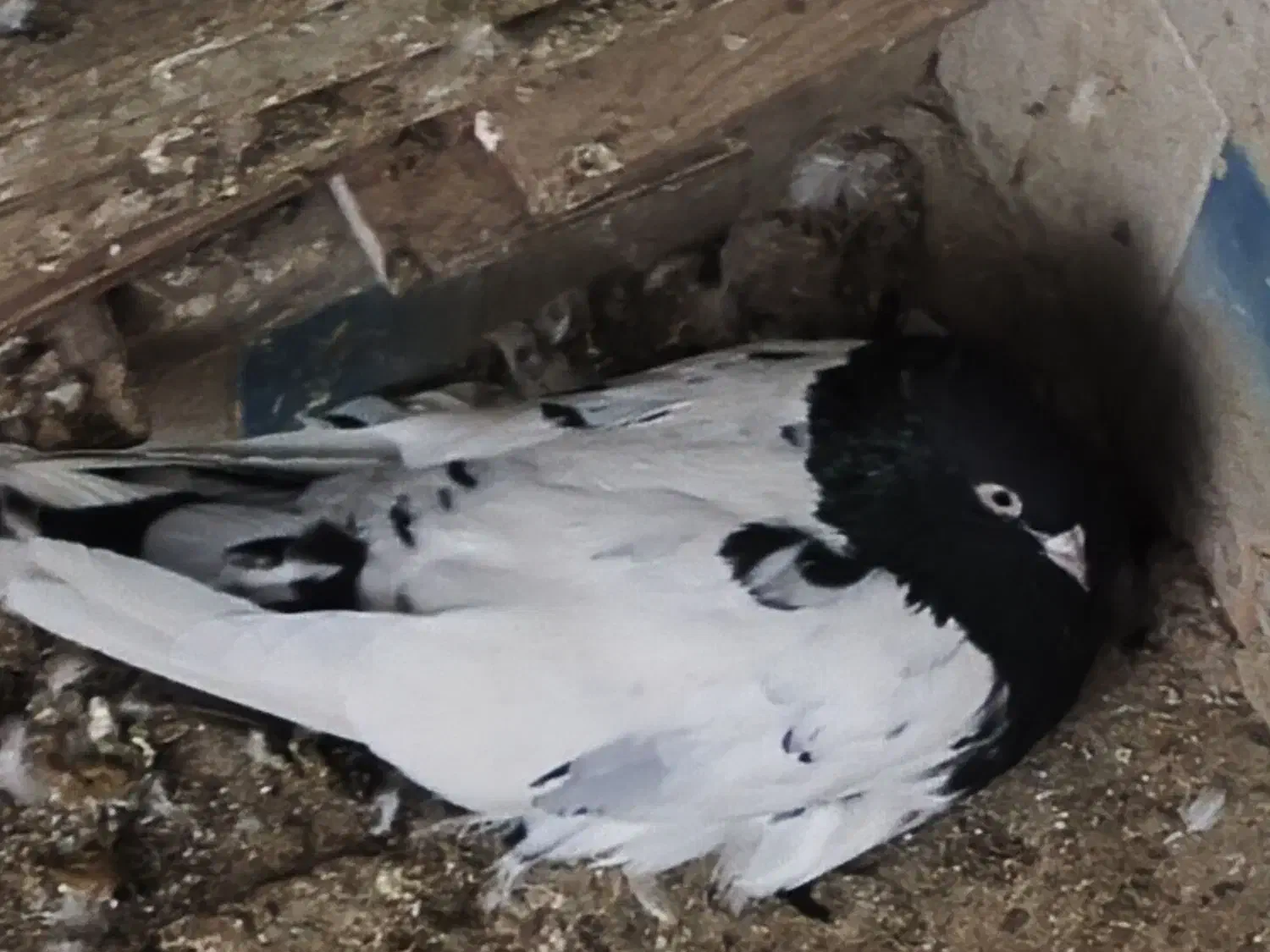 کبوتر|حیوانات|اهواز, شریعتی جنوبی|دیوار