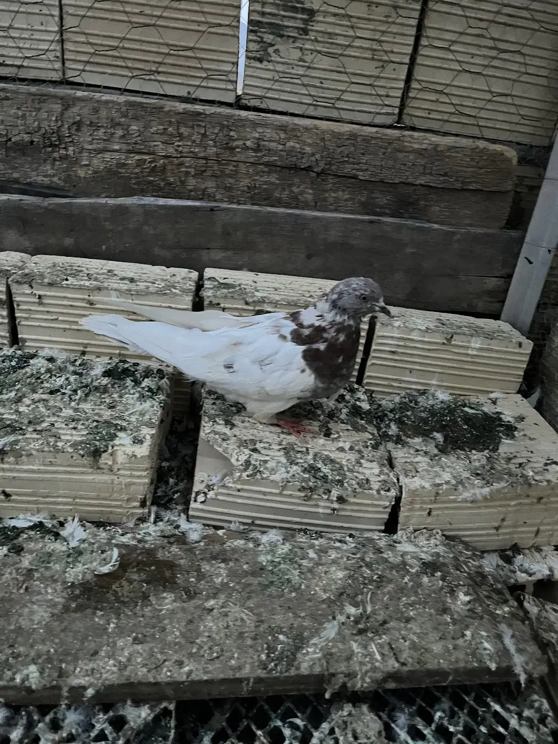 کبوتر باشی رهلی|پرنده|مرند, |دیوار