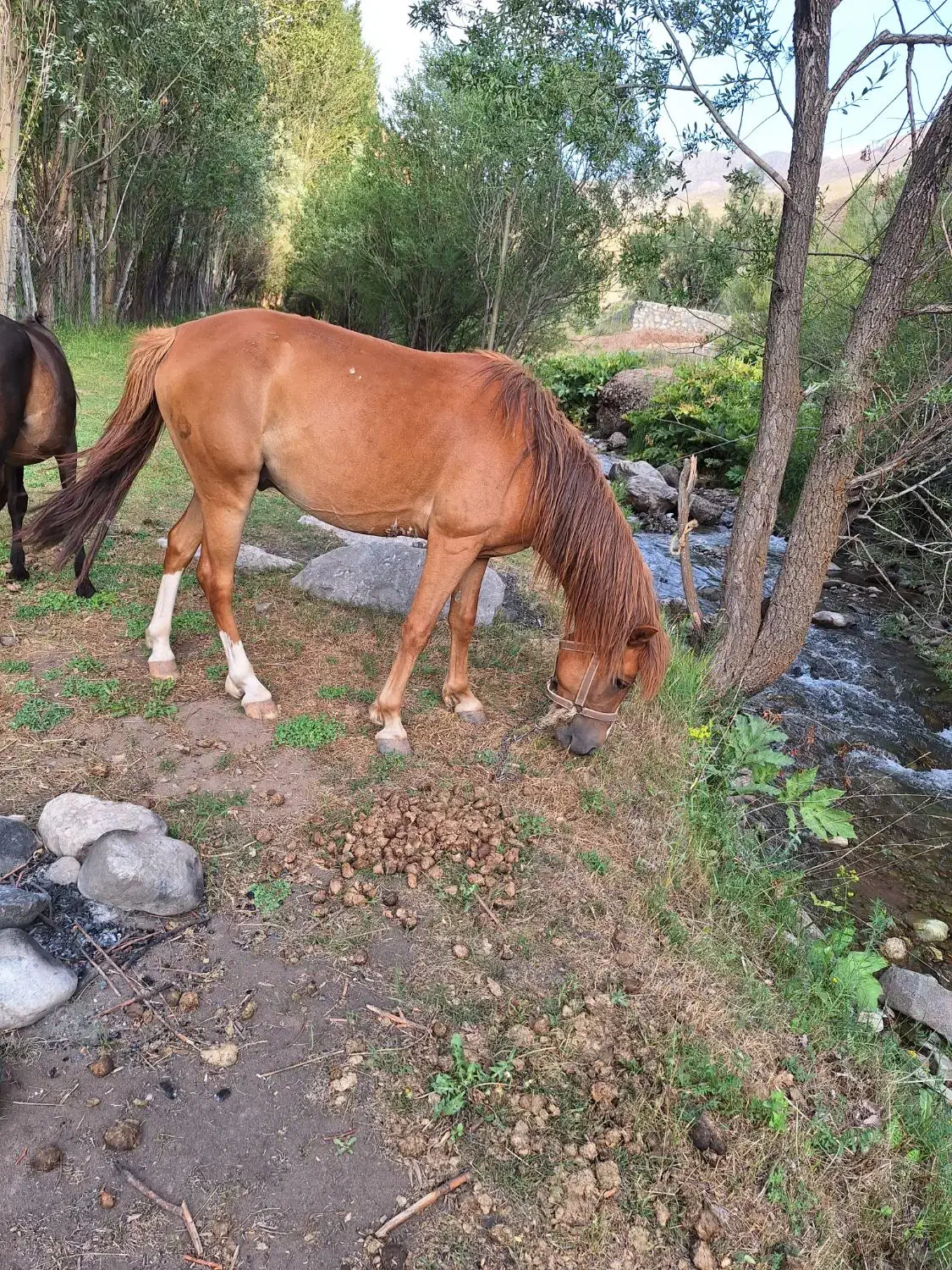 اسب نریون اخته شده. بسیار ارام .و تیز|اسب و تجهیزات اسبسواری|کرج, گلدشت|دیوار