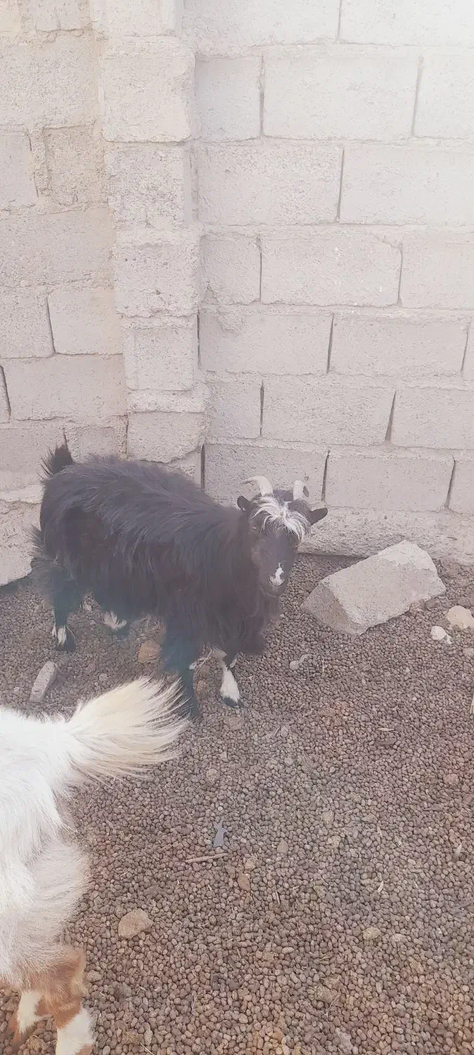 بز چاق|حیوانات مزرعه|تیمور آباد, |دیوار