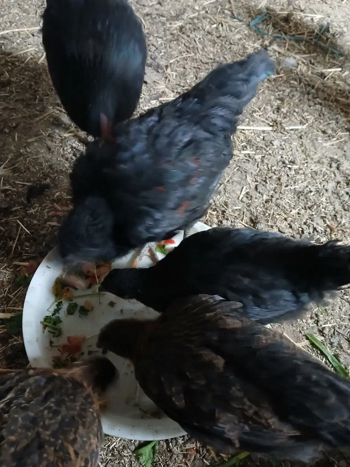 مرغ استرالوپ محلی و بلک استار|حیوانات مزرعه|کرج, شهرک پردیسان|دیوار