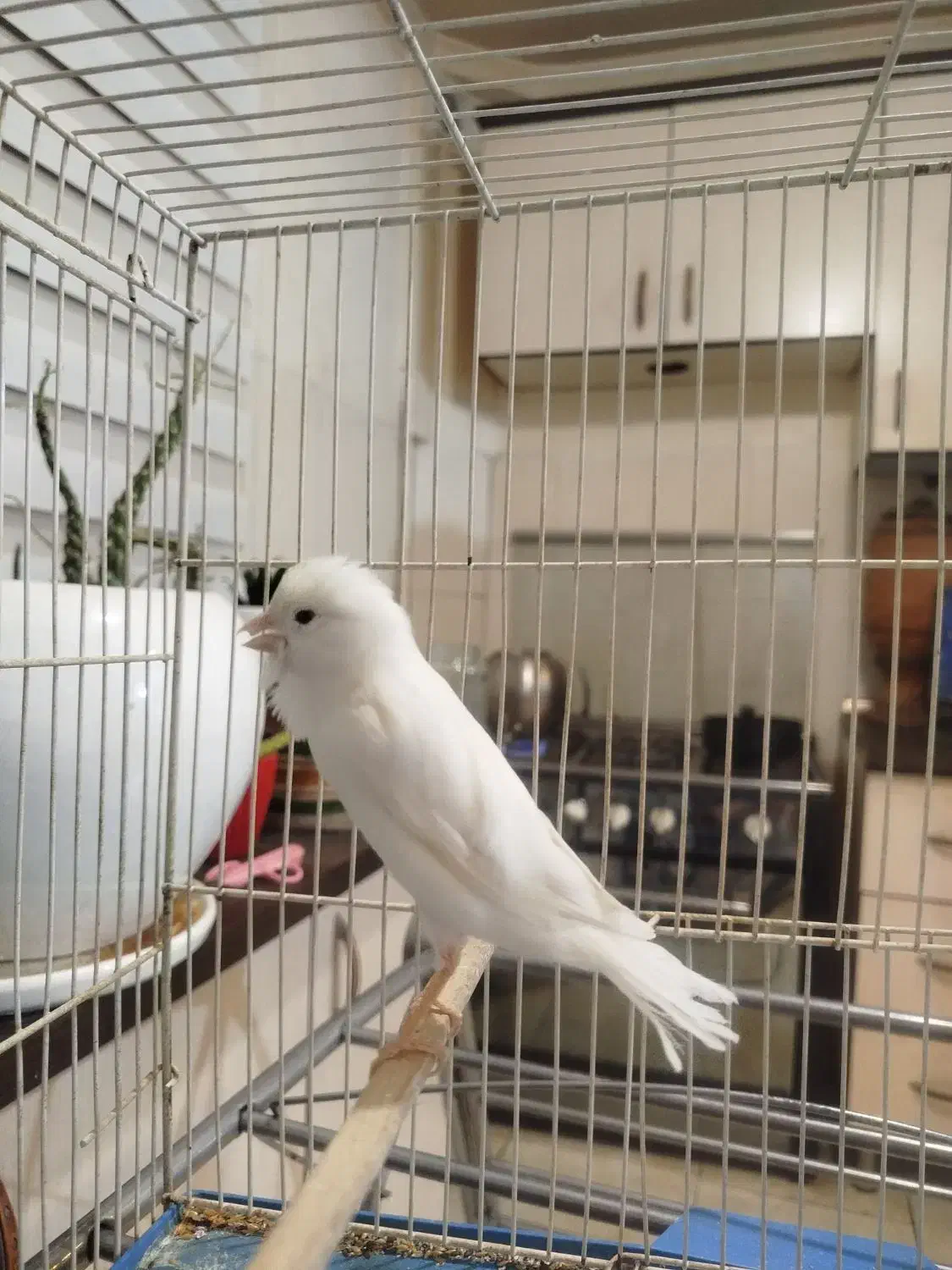 فروش قناری نر|پرنده|فردیس, شهرک شهید حسینی|دیوار