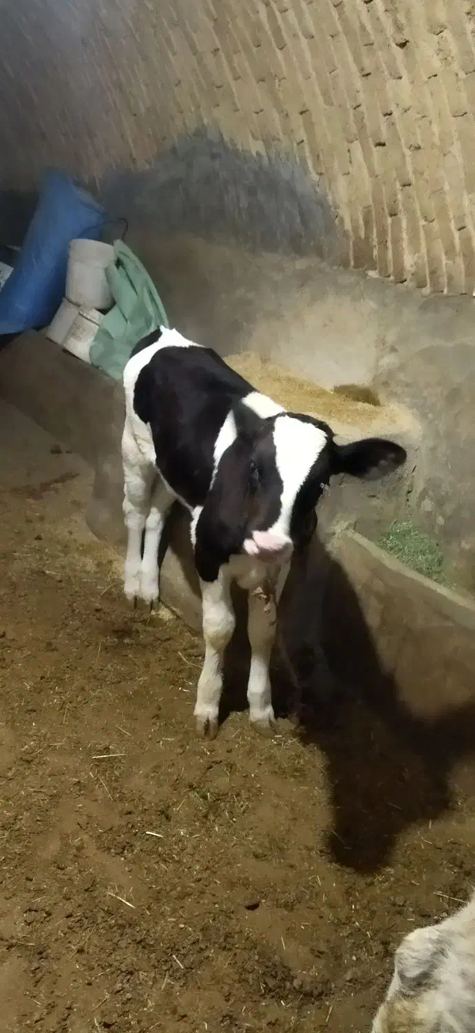 گاو شیری|حیوانات مزرعه|چهاردولی, |دیوار