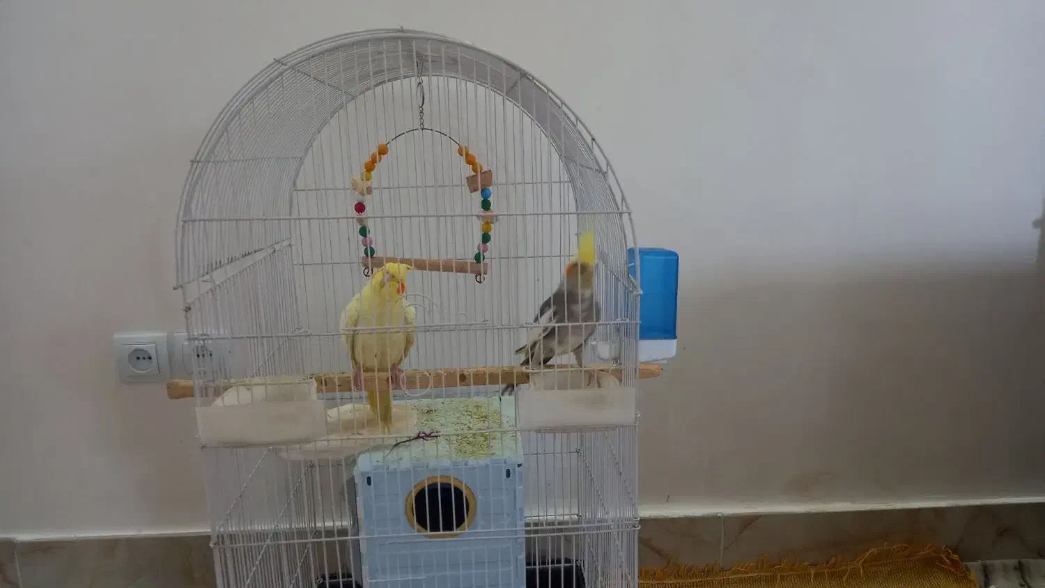 عروس هلندی|پرنده|نوشین شهر, |دیوار