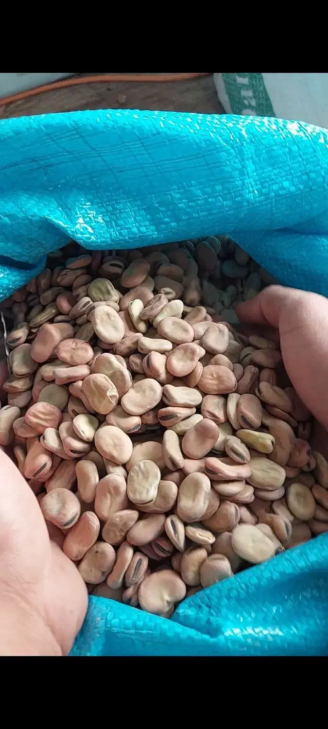 بذر باقلای هفت‌بند سورت‌شده، ضدعفونی‌شده آماده کشت|عمده‌فروشی|نکا, |دیوار