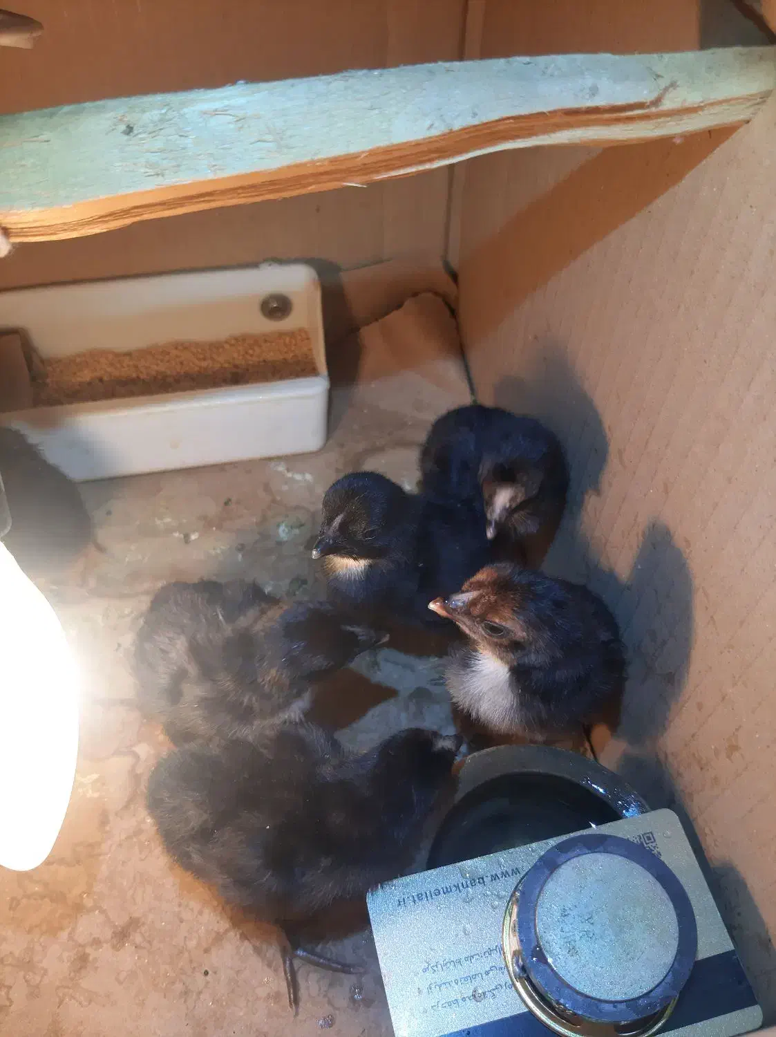 جوجه لاری وتخم مرغ نطفه دار|حیوانات مزرعه|تبریز, |دیوار