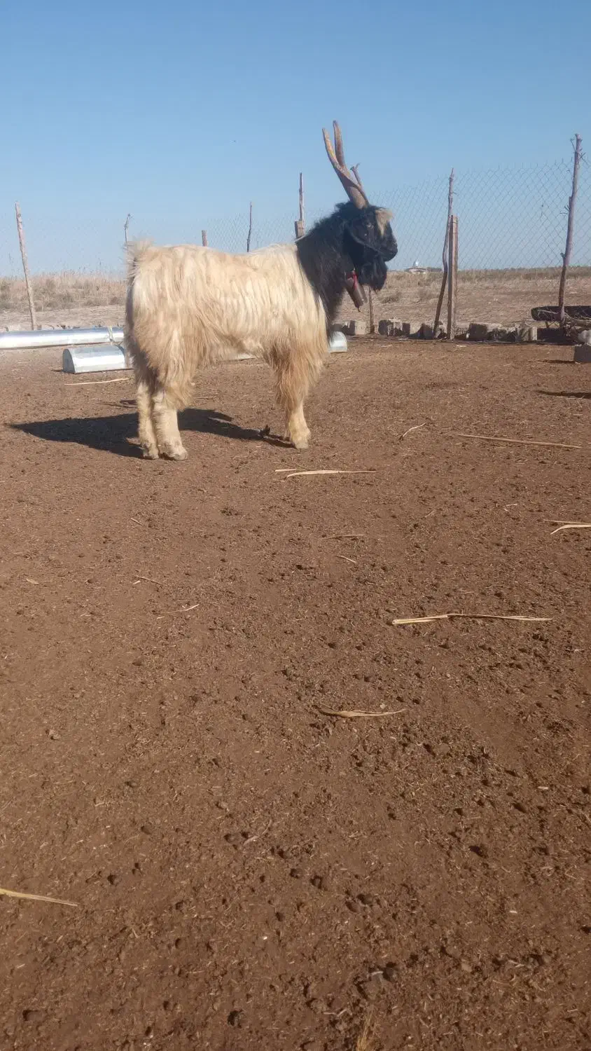 دوعددچاتمه|حیوانات مزرعه|انبارآلوم, |دیوار