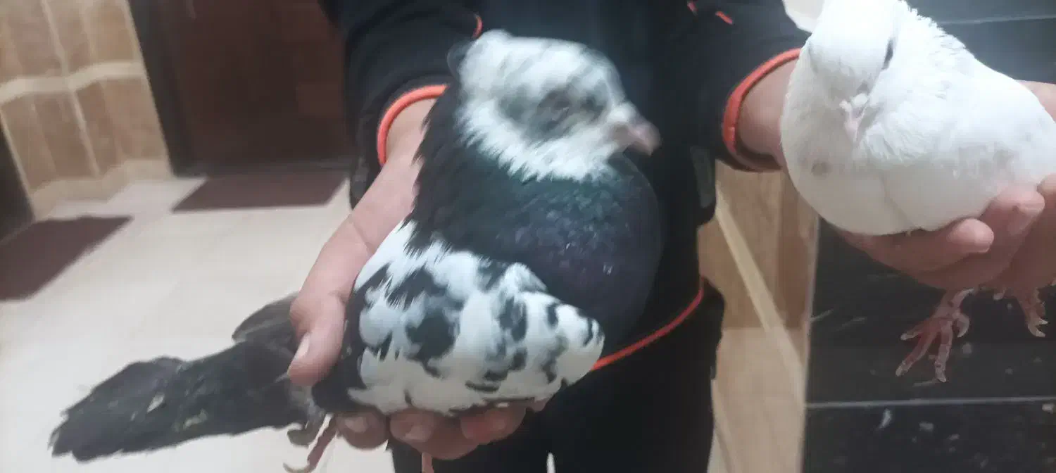 کبوتر|پرنده|سنندج, |دیوار