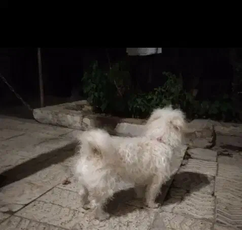 سگ شیتزو|سگ|ملایر, |دیوار