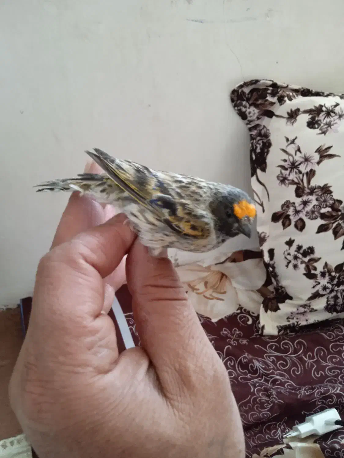 سهره گلبسر نر|پرنده|خسروشاه, |دیوار